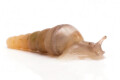 Oospira umbratica Cuc Phuong, Vietnam juvenil